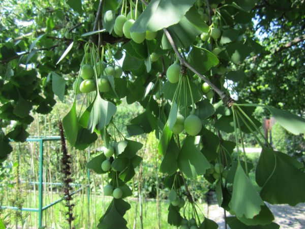 Krakkó botanikus kertje (Ogród Botaniczny)