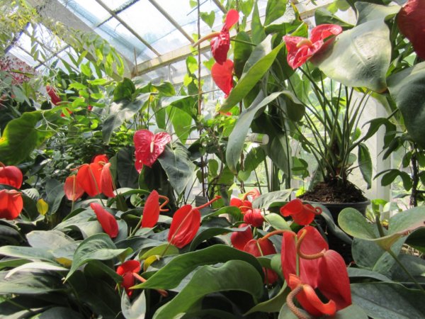 Krakkó botanikus kertje (Ogród Botaniczny)