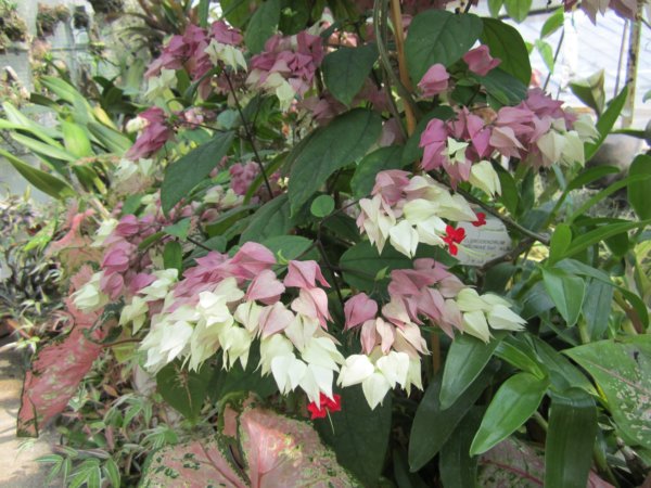 Krakkó botanikus kertje (Ogród Botaniczny)