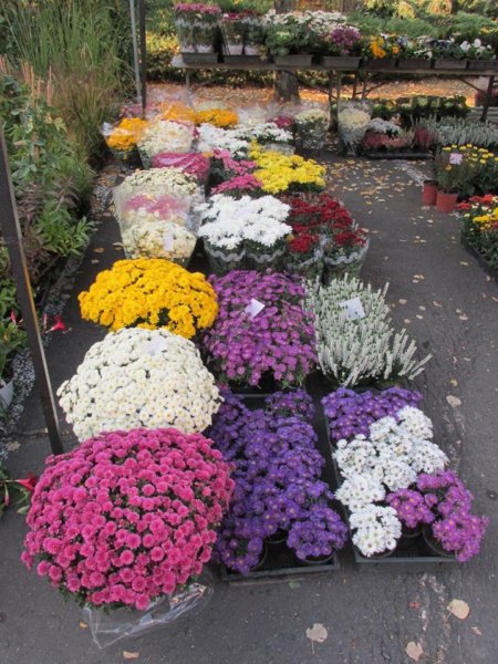 oszi-kerteszeti-kiallitas