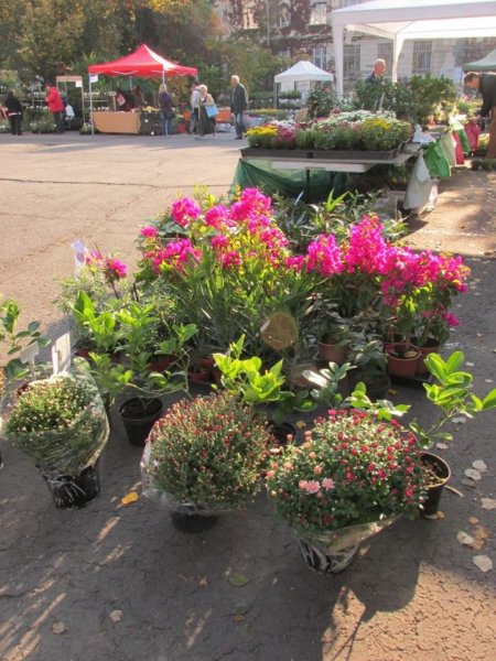 oszi-kerteszeti-kiallitas1