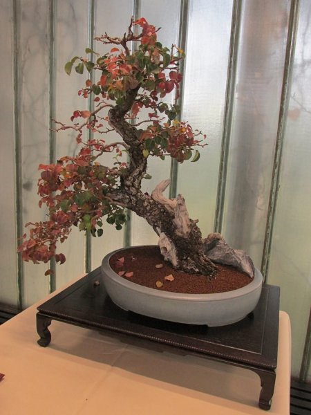 oszi-kerteszeti-kiallitas17