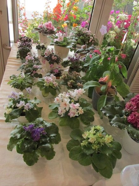 oszi-kerteszeti-kiallitas18