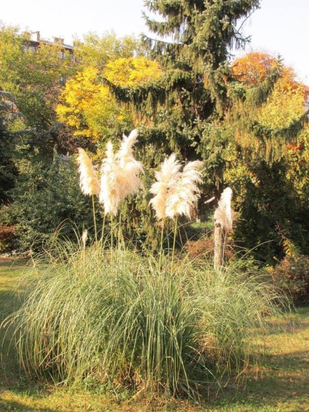 oszi-kerteszeti-kiallitas20