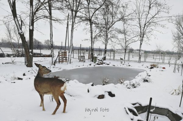 bambi1