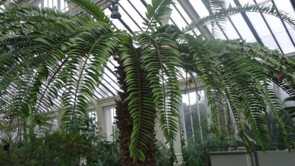 kew-gardens1