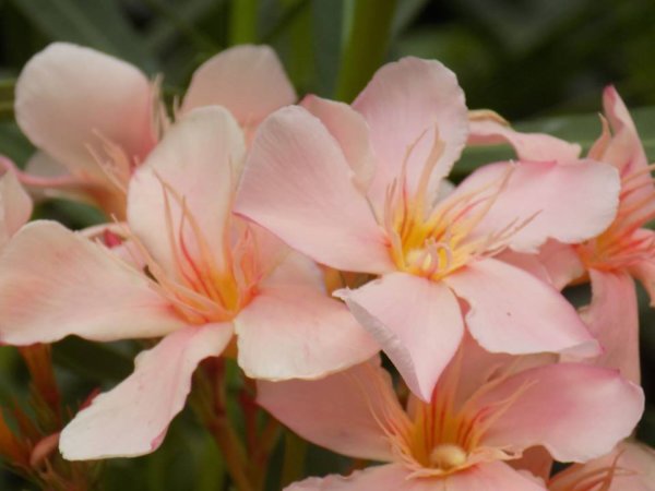 leander téli gondozása