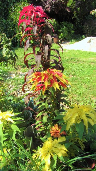 amaranthus