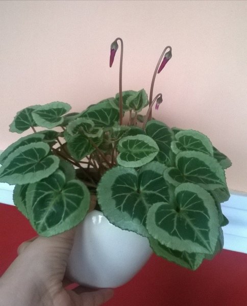 ciklámen magvetése