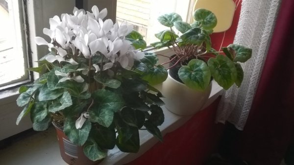 ciklámen magvetése