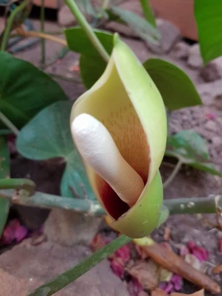 mediterrán kert Spanyolországban