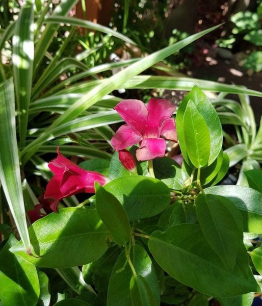 mediterrán kert Spanyolországban