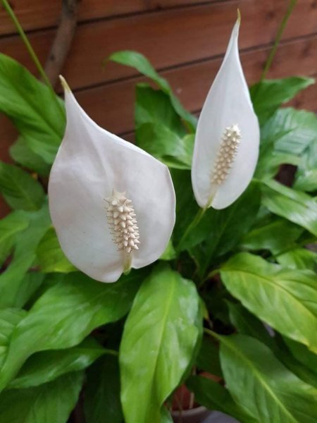 mediterrán kert Spanyolországban