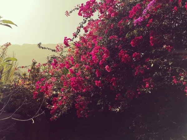 mediterrán kert Spanyolországban