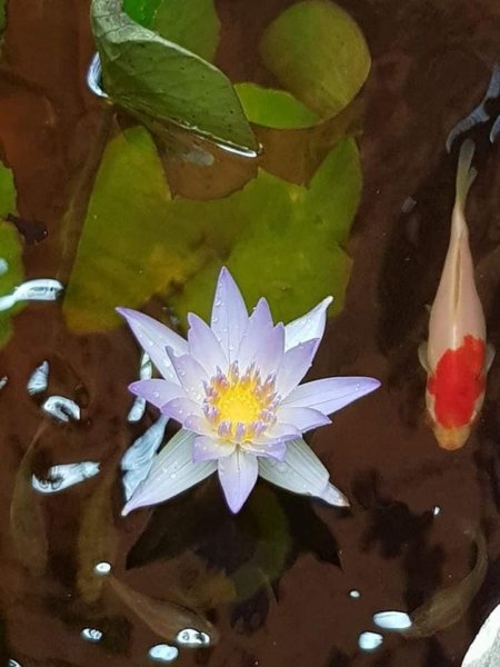 mediterrán kert Spanyolországban