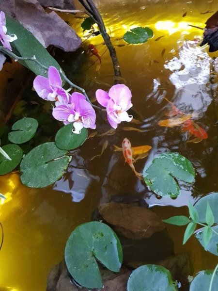 mediterrán kert Spanyolországban