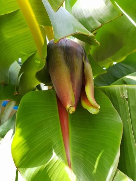 mediterrán kert Spanyolországban