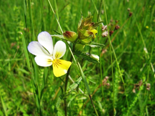 székelyföldi nárcisz