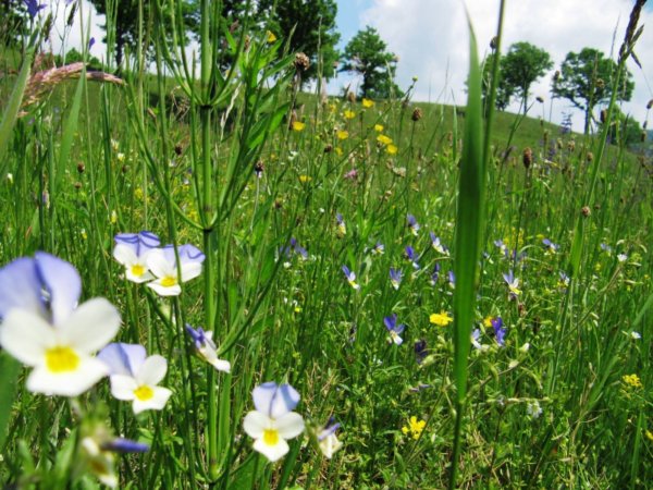 székelyföldi nárcisz