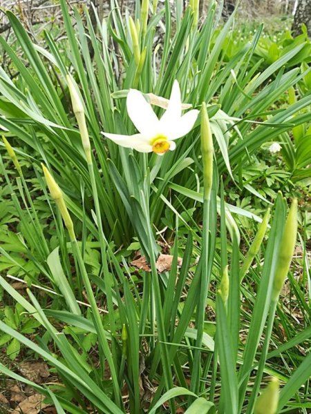 székelyföldi nárcisz