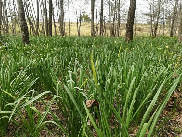 székelyföldi nárcisz