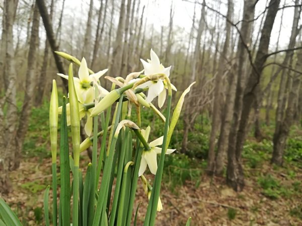 székelyföldi nárcisz