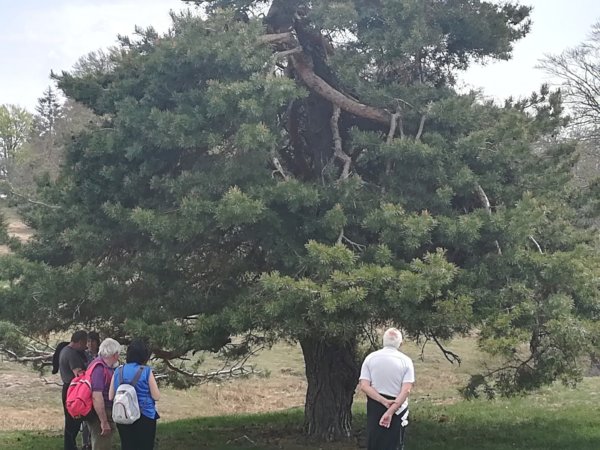 székelyföldi nárcisz