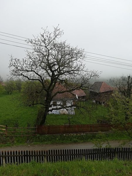 székelyföldi nárcisz