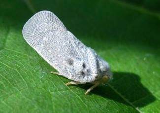 amerikai lepkekabóca