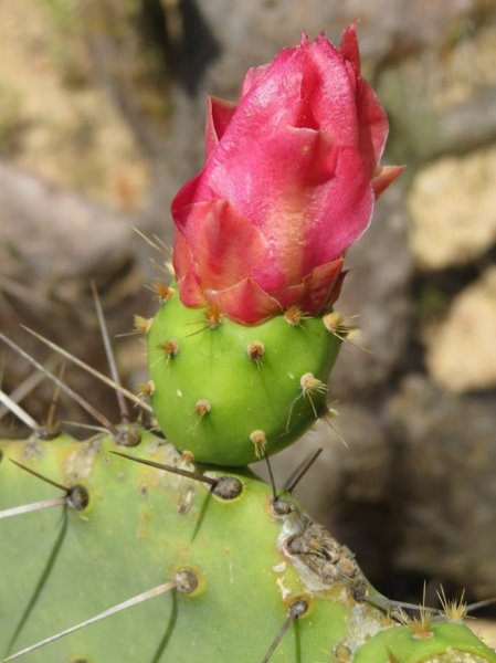 pinya-de-rosa16