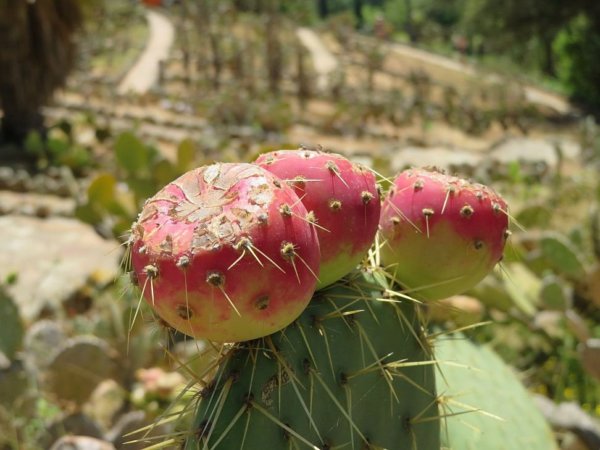 pinya-de-rosa18
