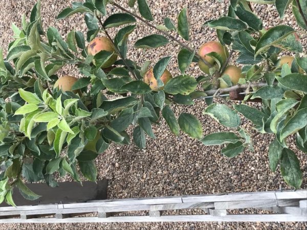 Château de Villandry kertje