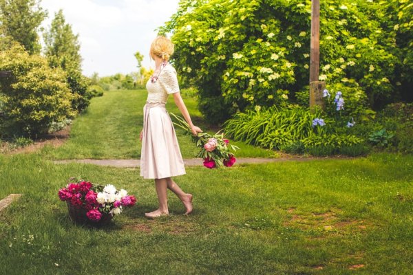 bazsarózsakertészet