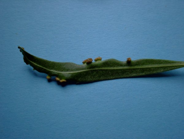 leander rákos betegsége