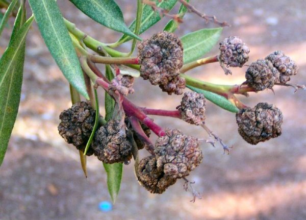 leander rákos betegsége