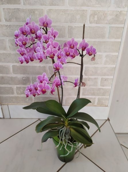 Agyaggolyo Orchidea () Agyaggolyo Orchidea