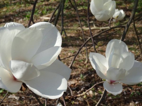 kamoni_magnolia14