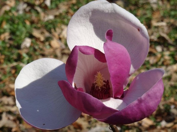 kamoni_magnolia7