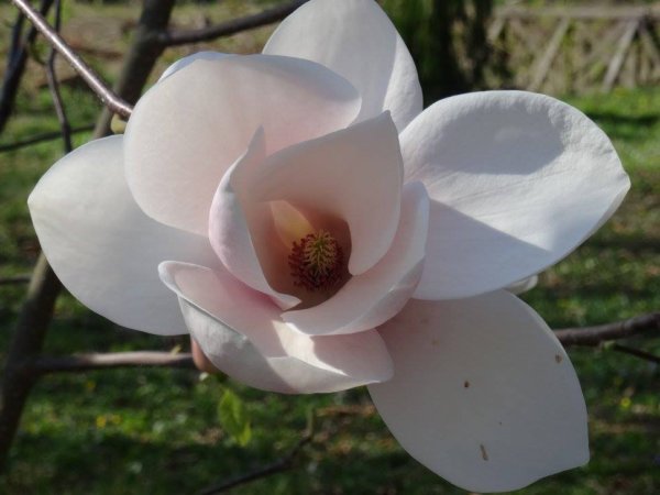 kamoni_magnolia9