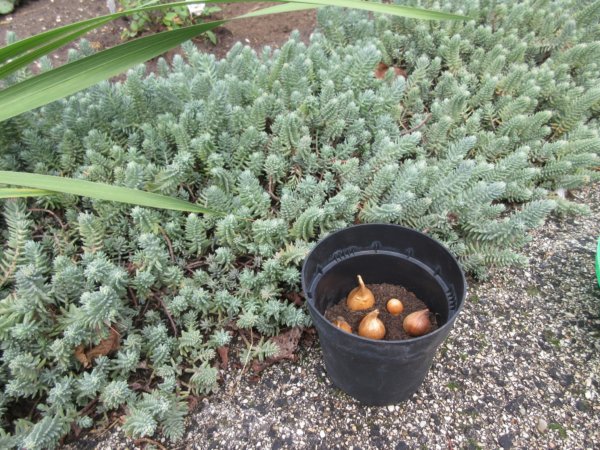 őszi ültetési tippek