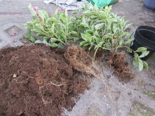 őszi ültetési tippek